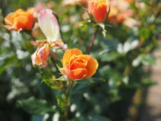 川崎市生田バラ園の春のバラ