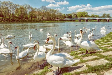Beautiful Swans on river side with bridge, Piestany © vrabelpeter1