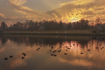 Obraz na płótnie Canvas flock of ducks on lake autumn morning