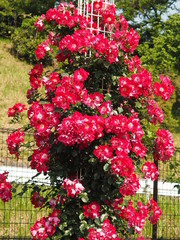 Fototapeta premium 生田バラ園 5月開演期