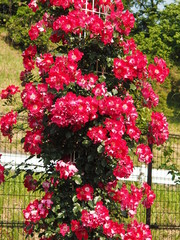 生田バラ園　5月開演期