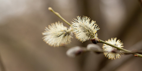 funny willow fluffy buds first bloomed in the spring forest or park