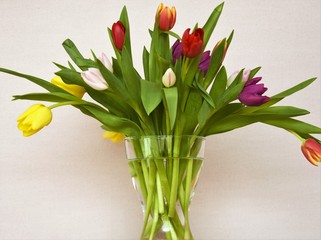 colorful tulips in a glass vase