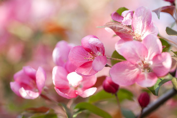 Fototapeta na wymiar beautiful tender pink sakura flowers on branches in the spring sunny garden
