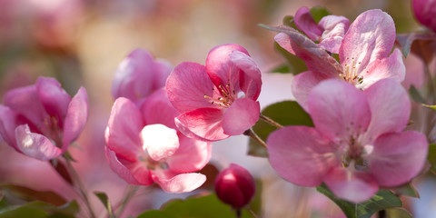 Fototapeta na wymiar beautiful tender pink sakura flowers on branches in the spring sunny garden