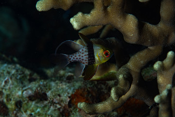 Pajama Cardinalfish Sphaeramia nematoptera