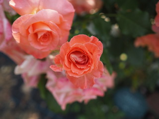 生田バラ園　5月開演期