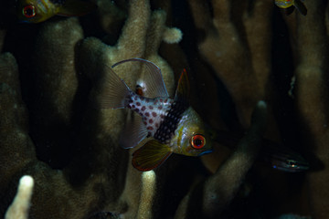 Pajama Cardinalfish Sphaeramia nematoptera