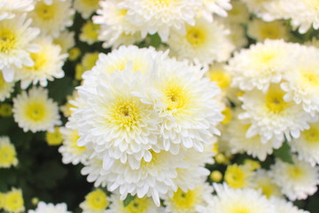 Close-up of white Chrysanthemum (Dendranthemum grandifflora) flower for background. Chrysanthemum flowers in the garden.