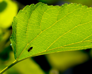 closeup of green leaf