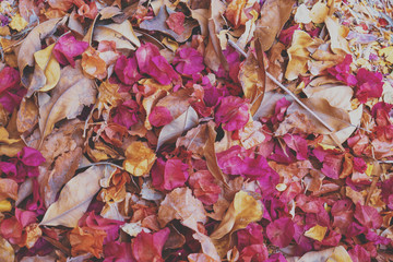 Fallen leaves and dry rose petals background