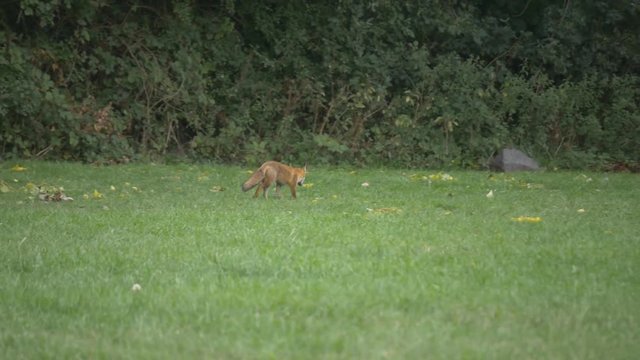 A fox running in the park.