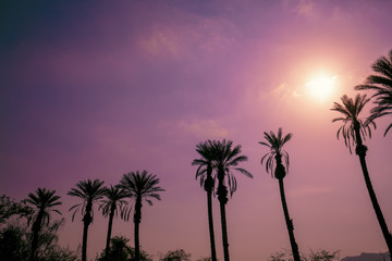 Row of tropical palm trees against sunset sky. Silhouette of tall palm trees. Tropical evening landscape.