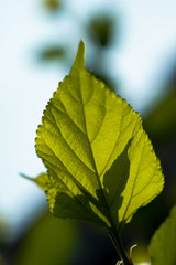 Fototapeta premium green leaves of tree