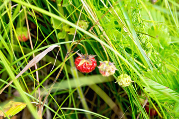 Strawberries ripe in the grass