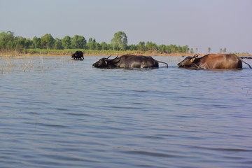 Fototapeta na wymiar buffalo in lake