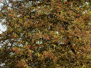 Crataegus monogyna - L' Aubépine monogyne ou aubépine à un style avec ses drupes rouges