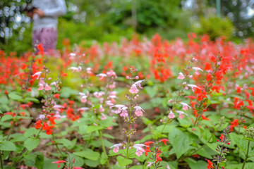 Fototapeta premium Flowers garden in Phu phing palace Chiang mai Thailand