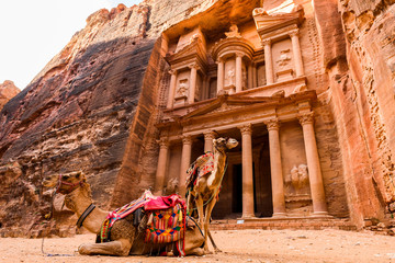 Spectacular view of two beautiful camels in front of Al Khazneh (The Treasury) at Petra. Petra is a historical and archaeological city in southern Jordan. - obrazy, fototapety, plakaty