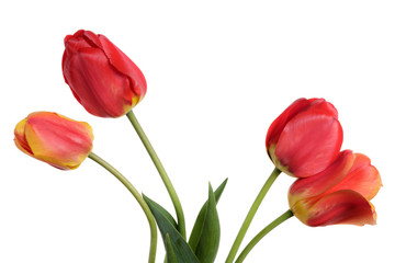Fototapeta premium Garden Flower bouquet from tulips. Isolation on a white background