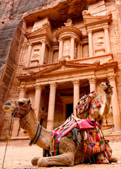 Spectacular view of two beautiful camels in front of Al Khazneh (The Treasury) at Petra. Petra is a historical and archaeological city in southern Jordan.