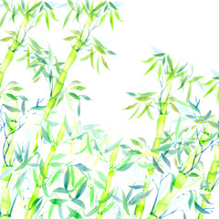 the green bamboo chinese plant. watercolor illustration