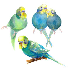 wavy parrot blue with a yellow head  watercolor illustration
