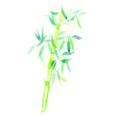Fototapeta premium the green bamboo chinese plant. watercolor illustration