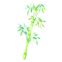 Fototapeta premium the green bamboo chinese plant. watercolor illustration