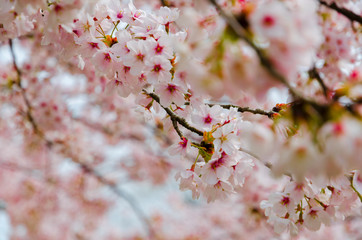 宮城　高倉農園公園の桜