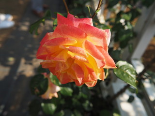 川崎市　生田バラ園の5月薔薇