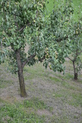 Gli alberi di pere