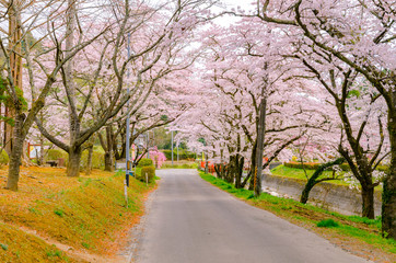 宮城　高倉農園公園の桜