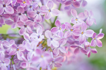 Lilac flowers blossom flowers in spring garden. Soft selective focus.  Floral natural background spring time season.