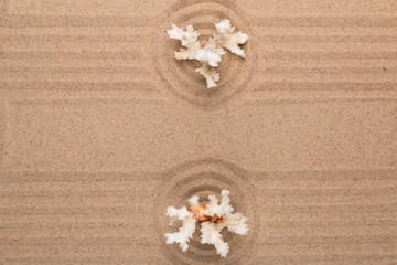 Circle made of sand with coral. With empty space.