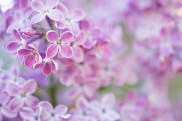 Fototapeta na wymiar Lilac flowers blossom flowers in spring garden. Soft selective focus. Floral natural background spring time season.