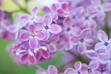 Blooming branch in springtime. Closeup macro of blooming lilac purple flowers with blurred background. Floral natural background spring time season.