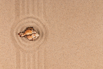 Circle made of sand with seashell. With empty space.