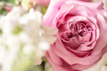 sweet pink rose flower with bokeh, shallow depth of field