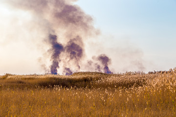 Wildfire and big smoke in the reed in a autumn day.