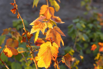 Currant bush with bright yellow foliage.