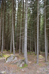 Gli alberi della foresta