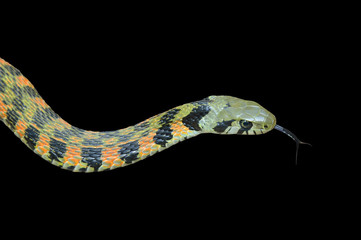 Snake (Rhabdophis tigrina) 22