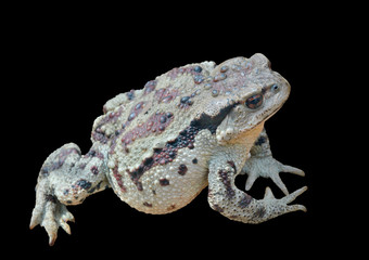 Toad (Bufo gargarizans) 35