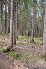 Gli alberi della foresta