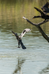 Obraz premium Oasi di Orbetello