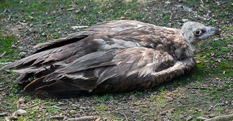 Cinereous vulture also known as the black vulture, monk vulture, or Eurasian black vulture. Latin name - Aegypius monachus