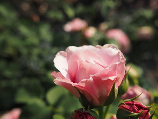 川崎市　生田バラ園　春バラ