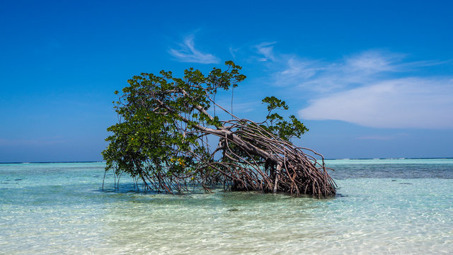 mangrove karimunjawa