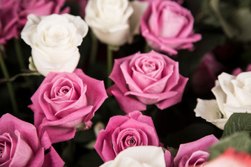 A bouquet of white and pink roses for a Valentine's gift.